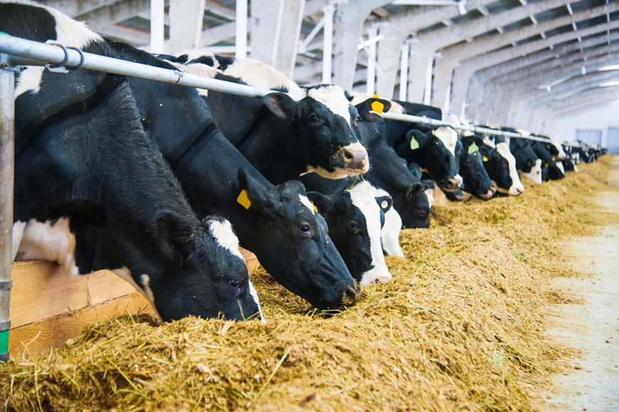 Soymeal (Animal Feed) view 2